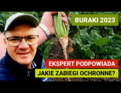 Sytuacja na polu buraka cukrowego 2023 - mszyce, chwościk, samosiewy rzepaku, komosa