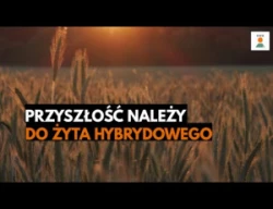 Przyszłość należy do żyta hybrydowego