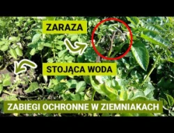 Zabiegi ochronne ziemniaków – testy różnego rodzaju programów ochrony