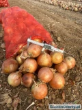 Fresh Onions For Sale, Contact For More Details WhatsApp +45 65-746-464