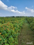 Sprzedam mrożone owoce dzikiej róży - ekologicznej - rosa rugosa. 
