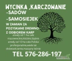 Karczowanie sadów,wycinka samosiewu w zamian za materiał drzewny na czysto włącznie z korzeniami od 1 ha.Tel 576-286-197