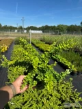 Berberys Thunberga &#39;Green Carpet&#39;
