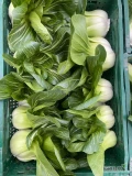 Sprzedam bardzo ładną kapustę Pak Choi, świeża, pakowana w karton 10x2szt (flowpack) lub karton wyłożony workiem/papierem 6kg luz....