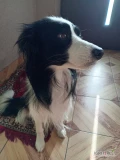 Witam. Śliczne szczenięta border collie szukają nowych kochających domów. Więcej info 573920367 