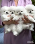 KC White Pomeranian 
