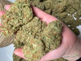 Susz konopny CBD Super SILVER Haze pierwszorzędny gatunek PREMIUMPrzedmiotem aukcji susz konopny CBD popularnej odmiany 
