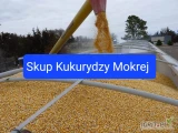 Skup Kukurydzy Mokrej -Możliwość odbioru z pola -Szybka płatność gotówką lub przelewem Kontakt 667-903-303