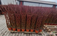 Zapraszamy po wierzbę plecioną - salix120-140 cm – cena 110 zł, 85 zł przy zakupie palety 20 szt.150-170 cm – cena 120 zł, 100 zł...