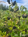 Aronia na sprzedaż - cena konkurencyjna 90 gr/T łącznie 30 ton