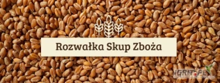 Firma Rozwałka Skup zboża zakupi cało samochodowe ilości pszenicy konsumpcyjnej z możliwością odbioru lub dostawa na wskazany adres 