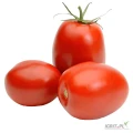 High-Quality Fresh Tomatoes for Export
