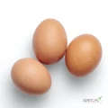 Premium Quality Fresh Eggs for Sale
