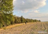 Zlecę karczowanie części sadu w zamian za pozyskane zrębki z sadu. 
