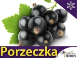 Dzień dobry, Sprzedam porzeczke Czerwoną 5zł/kg oraz Czarną 12zł/kg. 