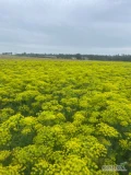 Sprzedam koper do kiszenia , ładny wyrośnięty duże kapelusze , przekwitnięty powoli dostaje już ziarno 