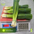 Al Shams Company offers high-quality, fresh spring onions sourced directly from our farms. Our onions are:
