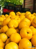 ## Premium Quality Latvian Quinces
