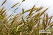 Pszenica ekologiczna:Bialko 16-17Gluten 36-38Ciezar 71.3 kg/hlIlosci całosamochodowe. Cena loco KoszalinOwies Ekologiczny gęstość 46.6...