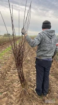 Sprzedam sliwy na podkład alycza
