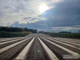 Oferuje redlenie bruzd pod borówkę pługiem leśnym bądź inną maszyną na życzenie. Ciągnik posiada nawigację fabryczną NovAtel...