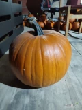 Sprzedam dynie typu halloween kaliber od 4 kg do 15. Ilość około 5-6 ton. 