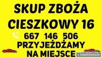 Kupię tirowe ilości pszenicy konsumpcyjnej 1310 netto oraz paszowej 1210 netto. Gotówka lub szybki przelew. Skup zboża Cieszkowy 16 ,...