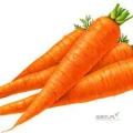 Fresh Carrots – Non-GMO & Nutrient-Rich for Bulk Supply
