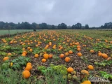 Sprzedam dynie halloween, pięknie wybarwiona i zdrową. Idealnie nadająca się na wystrój. Kaliber od 2-12kg. 
