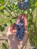 Posiadam do sprzedaży ekologiczną, z certyfikatem borówkę amerykańską. Tygodniowo około 500 kg. Może być luzem lub pakowana, cena...