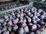 Kupię śliwkę dojrzałą miękką z przeznaczeniem na alkohol, brak norm jakościowych byle bez zgnitych, odbiorę bezpośrednio z...