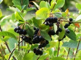 Sprzedaż hurtowa Aronia od producenta po optymalnych cenach 
