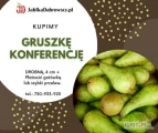 Kupimy gruszkę konferencje 4cm+