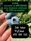 Firma Hydrosad kupi borowki na MROŻENIE przy dostawie większej niż 500 kg dopłata gotowka lub szybki przelew 