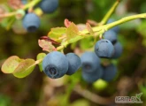 Gospodarstwo i firma Fruit Garden (Sompolno) zakupi borówkę LUZ 4 kg, możliwy odbiór własny do uzgodnienia. Długofalowa współpraca...