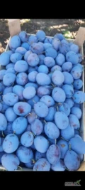 Get ready for Plum Season! Bioglobe Standart SRL from Romania offers premium quality plums for resale, as well as custom-packaged processing...