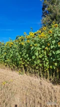 Sprzedam kwiaty słonecznika. Powierzchnia 0,4ha. Cena do uzgodnienia i negocjacji. (0,50-1,0) zł./ sztuka. Tel. 791 881 828 Zależy mi na...