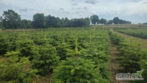 Jodła kaukaska kopana w doniczce 60-150cm. Choinki z plantacji choinek 100ha
