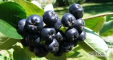 Sprzedaż hurtowa Aronia od producenta po optymalnych cenach 
