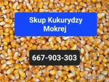 Skup Kukurydzy Mokrej -Możliwość odbioru z pola -Szybka płatność gotówką lub przelewem Kontakt 667-903-303  