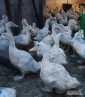  Sprzedam kaczki pekin 5 tygodni 2,5 kg do dalszego chowuCena 12 zł kgOdbiór kaczek w miejscowości Sulinowo (Bekanowka) ok....