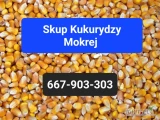 Skup Kukurydzy Mokrej -Możliwość odbioru z pola -Szybka płatność gotówką lub przelewem Kontakt 667-903-303  