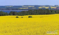 Kupię OLEJ RZEPAKOWY !Dzień Dobry.Kupię olej rzepakowy, na dzień dobry 20t. zapotrzebowanie:7000t