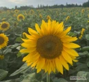 Kwiaty cięte słonecznika, odmiana Taiyo (Helianthus Annuus).
