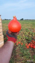 Witam, od 17 lat zajmuje się produkcja dyni w typie Hokkaido. Chciałbym poszerzyć grono odbiorców mojej dyni.   
