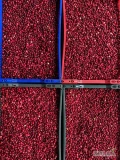 We sell Latvian swamp cranberries in large quantities - both cleaned and uncleaned. Located in Latvia, Valmiera. Telephone no. +37129231784