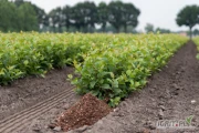 Apple rootstocks from our Dutch nursery.
