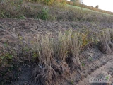 Sadzonki porzeczki czarnej odmiana RUBEN. Pędy długie i grube korzenie gęste włosowate 