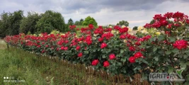 Sprzedam róże pienne z gołym korzeniem. Odkolkowana przewodnia, różne kolory.
