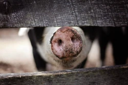 Wadliwa bioasekuracja - nie ma odszkodowań